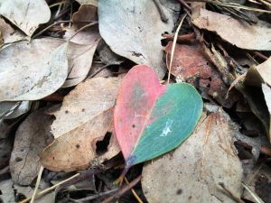 A two-colored leaf at Spear Creek, symbolizing divine love and spiritual reflection
