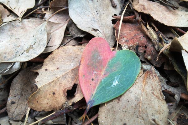 A two-colored leaf at Spear Creek, symbolizing divine love and spiritual reflection