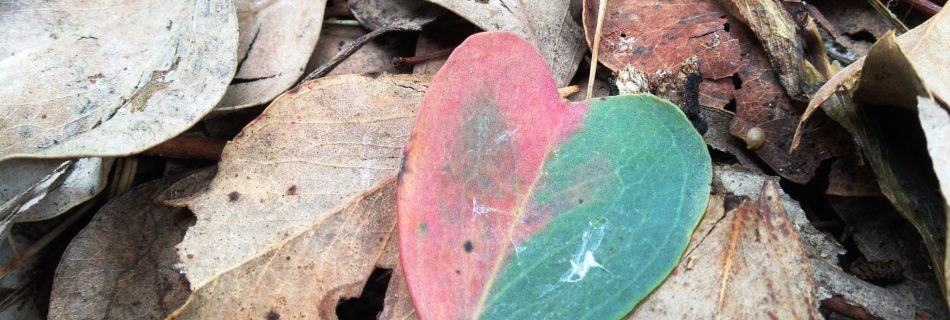 A two-colored leaf at Spear Creek, symbolizing divine love and spiritual reflection