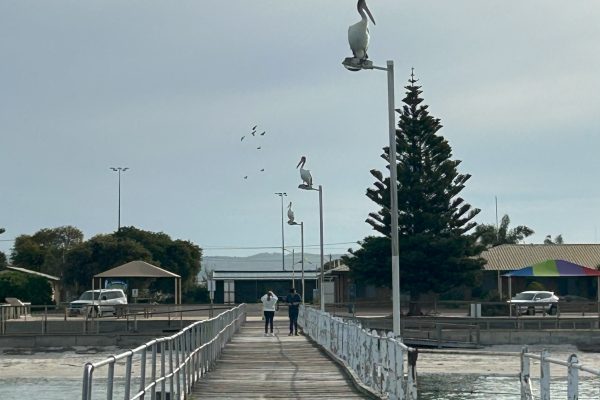 Pelicans resting on lamp posts at Tumby Bay during sunset, symbolizing trust and peace