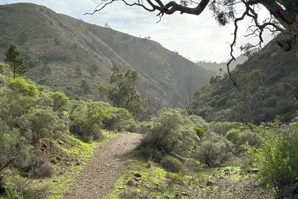 Ancient songlines through the Flinders Ranges, reflecting a spiritual journey.