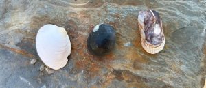 Three small shells symbolizing Goodness, Truth, and Beauty on a beach in Stansbury, South Australia