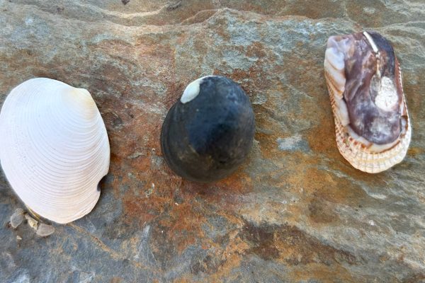 Three small shells symbolizing Goodness, Truth, and Beauty on a beach in Stansbury, South Australia
