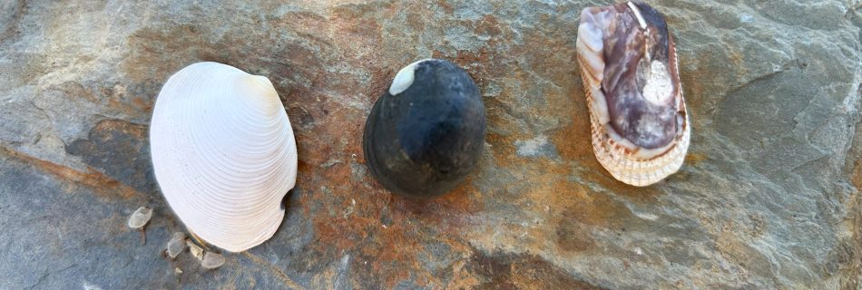 Three small shells symbolizing Goodness, Truth, and Beauty on a beach in Stansbury, South Australia