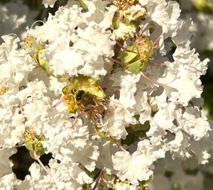 Bee gathering golden nectar symbolising inner spiritual nourishment.