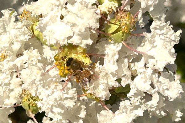 Bee gathering golden nectar symbolising inner spiritual nourishment.