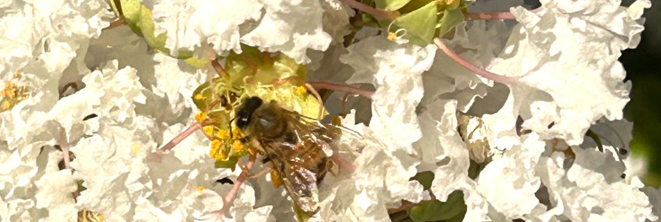 Bee gathering golden nectar symbolising inner spiritual nourishment.