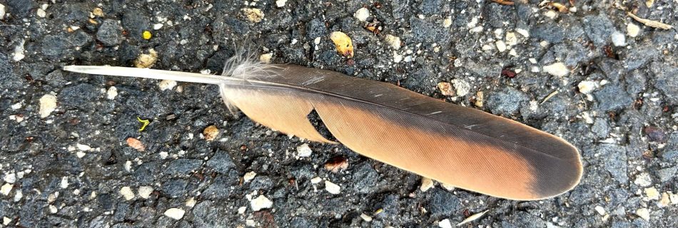 Finding perfection within the imperfection