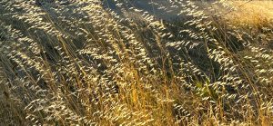 Seeds for Inner Illumination