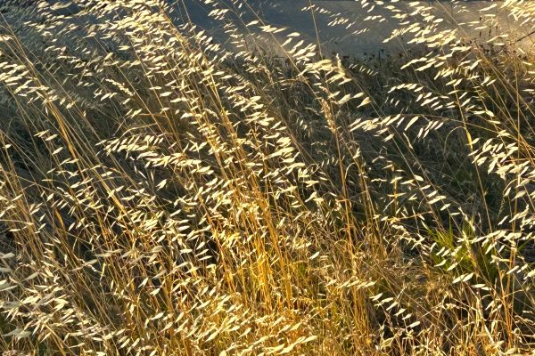 Seeds for Inner Illumination