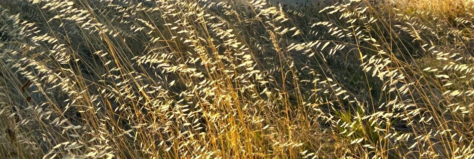 Seeds for Inner Illumination