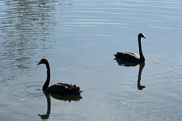 The unfolding of one’s unique God given journey