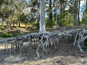Exposed tree roots along a lakeside symbolising the spiritual journey of uncovering hidden truths and returning to the deeper reality of the self.