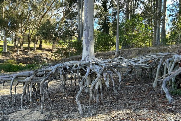 Exposed tree roots along a lakeside symbolising the spiritual journey of uncovering hidden truths and returning to the deeper reality of the self.