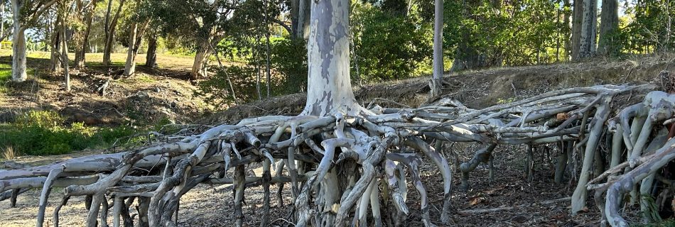 Exposed tree roots along a lakeside symbolising the spiritual journey of uncovering hidden truths and returning to the deeper reality of the self.