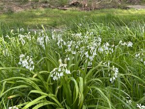 White snowdrop flowers blooming along a creek edge in early spring, symbolising renewal and spiritual awakening.