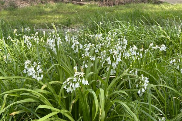 White snowdrop flowers blooming along a creek edge in early spring, symbolising renewal and spiritual awakening.