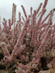 A soft spring landscape with blossoms emerging on branches, symbolising the invisible spiritual power that awakens both nature and the inner self.