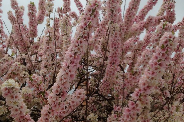 A soft spring landscape with blossoms emerging on branches, symbolising the invisible spiritual power that awakens both nature and the inner self.